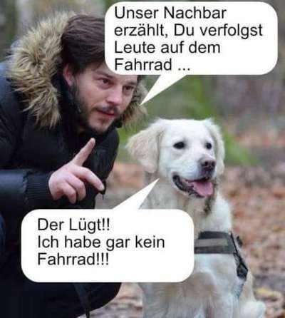 Hunde Memes-Beitrag-Bild