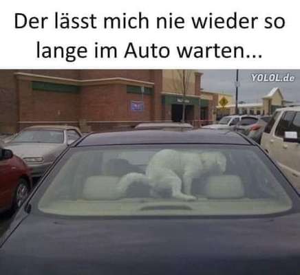 Hunde Memes-Beitrag-Bild