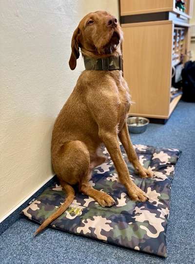 🐶 Sind Bürohunde jetzt VERBOTEN?! 😱-Beitrag-Bild