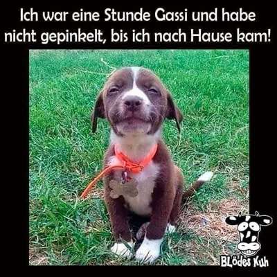 Hunde Memes-Beitrag-Bild