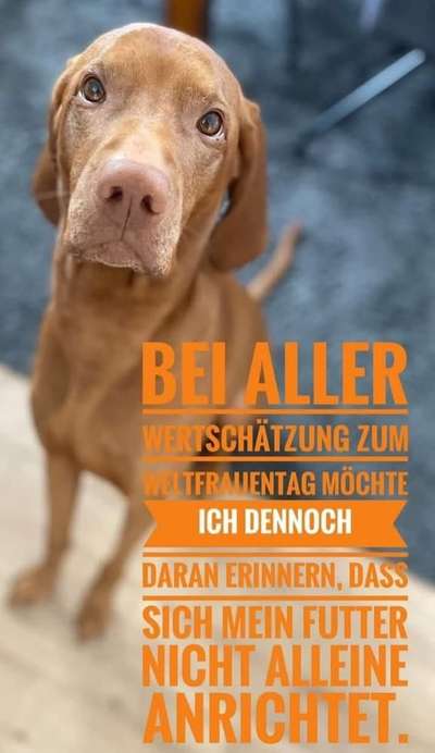 Hunde Memes-Beitrag-Bild