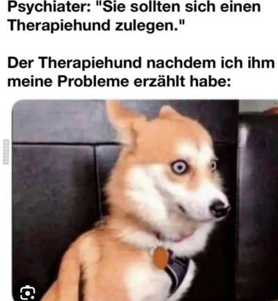 Hunde Memes-Beitrag-Bild
