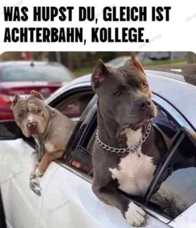 Hunde Memes-Beitrag-Bild