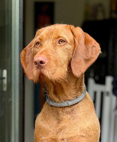 🩸🐾 Blut spenden? Ja. Aber bitte nicht mein Hund.-Beitrag-Bild