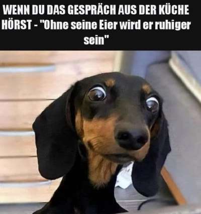 Hunde Memes-Beitrag-Bild