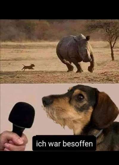Hunde Memes-Beitrag-Bild