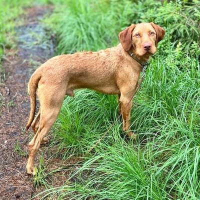 Hundetreffen-Rotenburg Stadt 27356-Bild