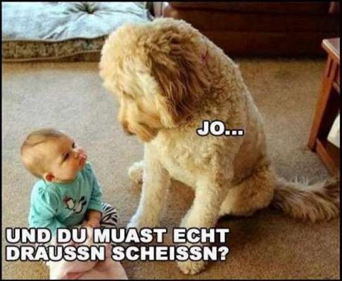 Hunde Memes-Beitrag-Bild
