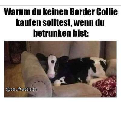 Hunde Memes-Beitrag-Bild