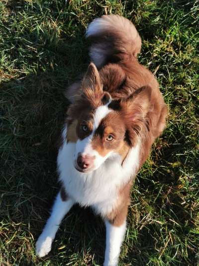 Rassenspezifische Farbbezeichnungen.... was ist euer Hund ? -)-Beitrag-Bild