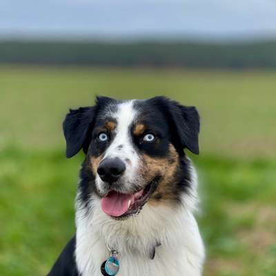 Hundetreffen-Spielen & Toben-Profilbild