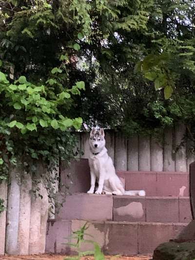 Husky-Beitrag-Bild