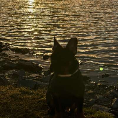 Hundetreffen-Frenchie- Treff Wolfsburg & Umgebung☀️-Bild