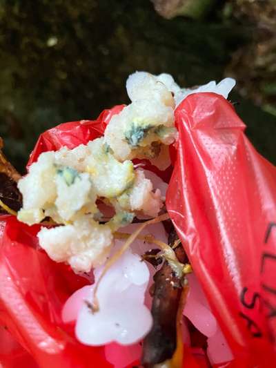 Giftköder-Vermutlicher Giftköder Eichwäldli-Bild