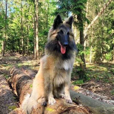 Hundetreffen-Playdates für aktive Hunde in Tegel-Bild