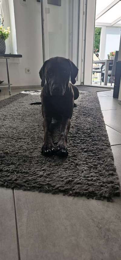 Hundetreffen-Spaß haben-Bild