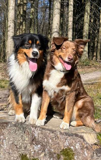 Tongue Out Tuesday-Beitrag-Bild