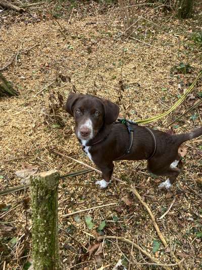 Mischlinge raten - Rätselspaß-Beitrag-Bild