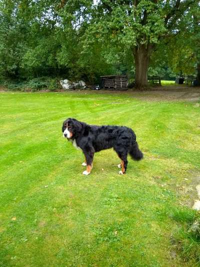 Berner Sennen-Beitrag-Bild