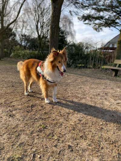 Shelties-Beitrag-Bild