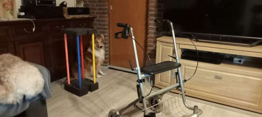 56. Gemeinsames Tricktraining : einein Gegenstand  ruckwärts umrunden-Beitrag-Bild