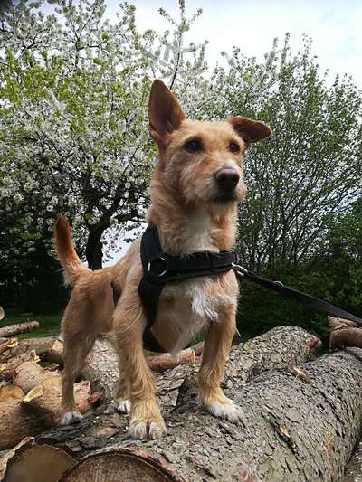 Podencomischling oder Podenco-Beitrag-Bild