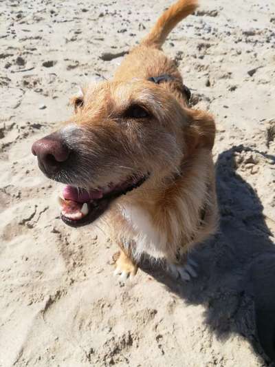 Podencomischling oder Podenco-Beitrag-Bild