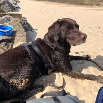 Hundetreffen-Suche Spielkameraden-Bild