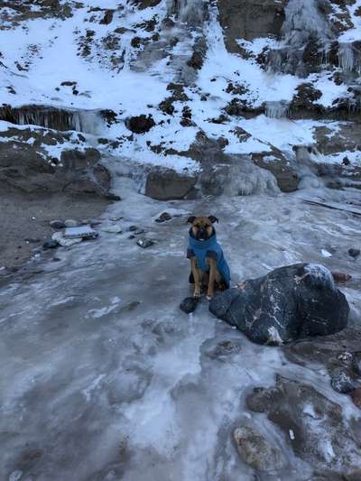 Die Dogorama Kalender Challenge Titelbild-Beitrag-Bild