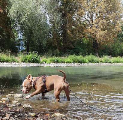 Dein Hund im Dogorama-Kalender 2021-Beitrag-Bild