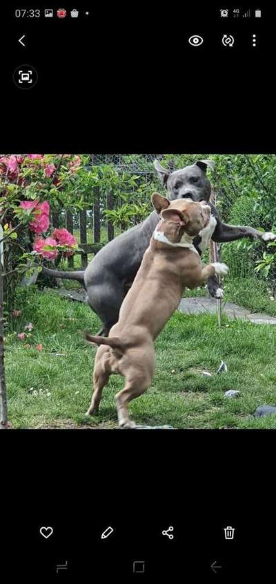 Dein Hund im Dogorama-Kalender 2021-Beitrag-Bild