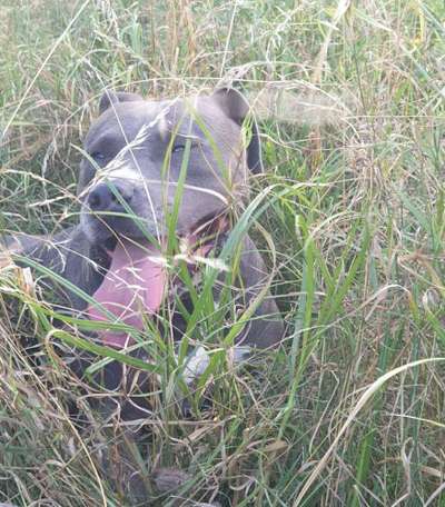 Dein Hund im Dogorama-Kalender 2021-Beitrag-Bild