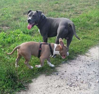 Dein Hund im Dogorama-Kalender 2021-Beitrag-Bild