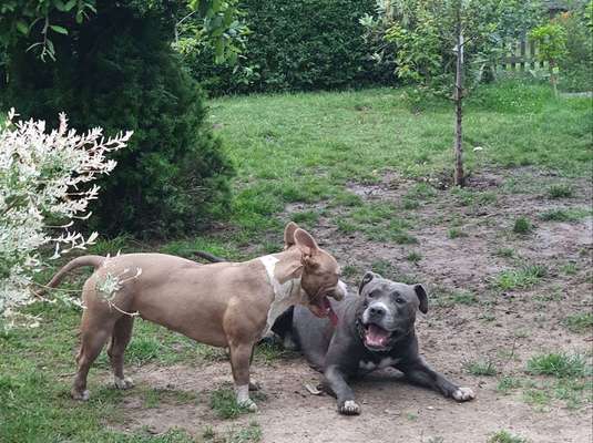 Dein Hund im Dogorama-Kalender 2021-Beitrag-Bild