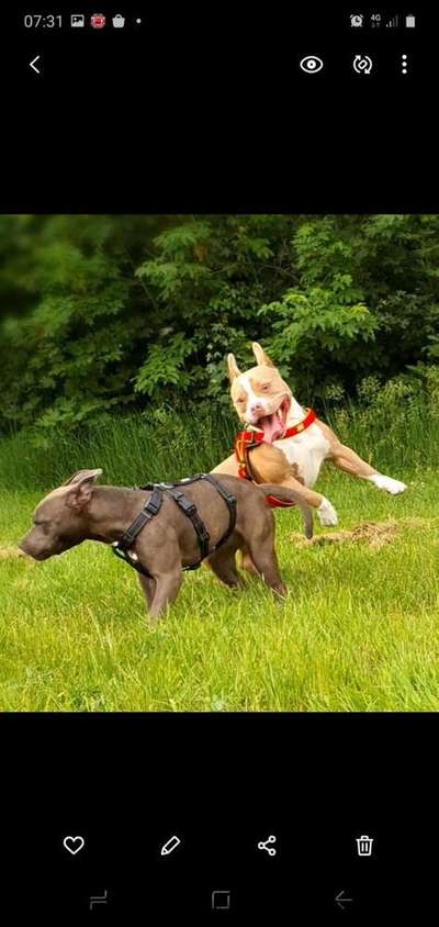 Dein Hund im Dogorama-Kalender 2021-Beitrag-Bild