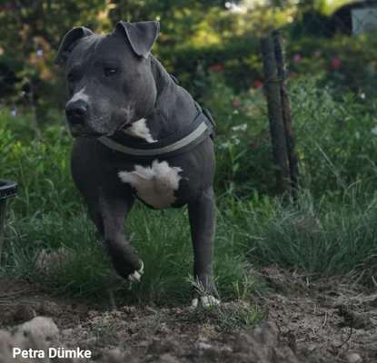 Dein Hund im Dogorama-Kalender 2021-Beitrag-Bild