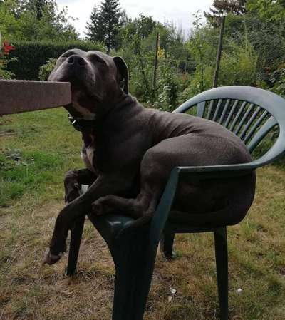 Dein Hund im Dogorama-Kalender 2021-Beitrag-Bild