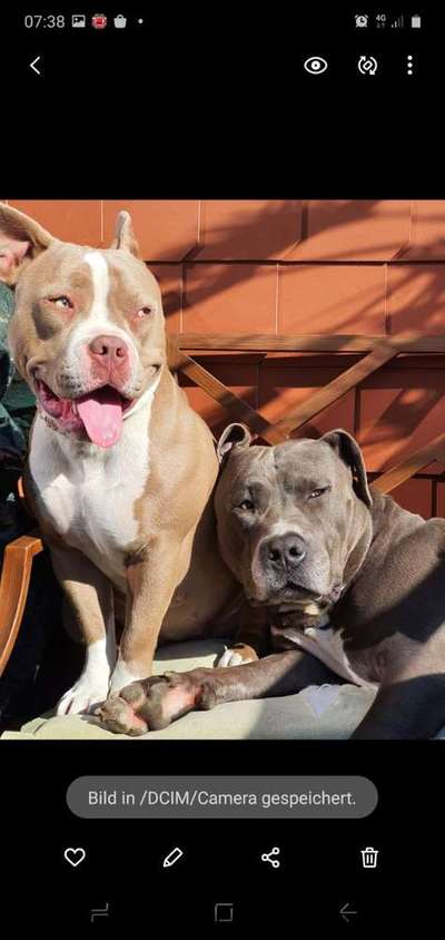 Dein Hund im Dogorama-Kalender 2021-Beitrag-Bild