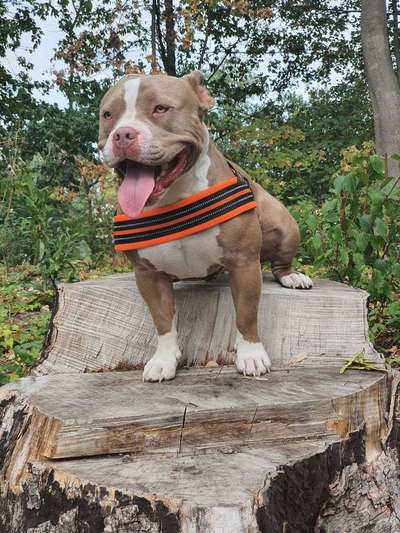 Dein Hund im Dogorama-Kalender 2021-Beitrag-Bild