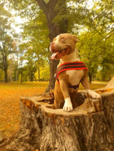 Dein Hund im Dogorama-Kalender 2021-Beitrag-Bild