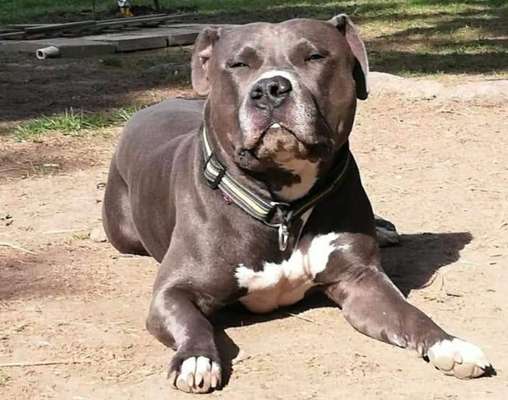 Dein Hund im Dogorama-Kalender 2021-Beitrag-Bild