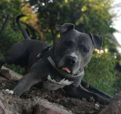 Dein Hund im Dogorama-Kalender 2021-Beitrag-Bild