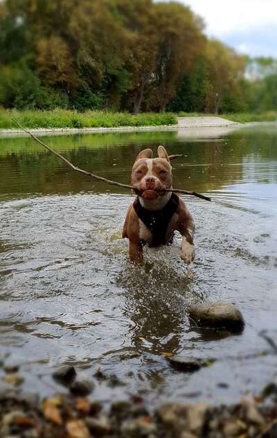 Dein Hund im Dogorama-Kalender 2021-Beitrag-Bild