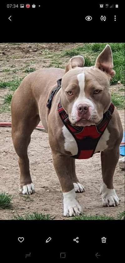 Dein Hund im Dogorama-Kalender 2021-Beitrag-Bild