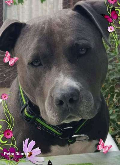 Dein Hund im Dogorama-Kalender 2021-Beitrag-Bild