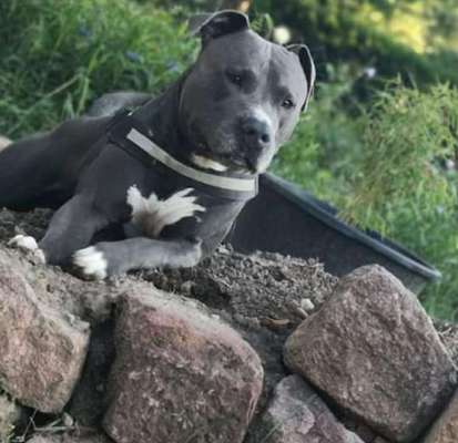 Dein Hund im Dogorama-Kalender 2021-Beitrag-Bild