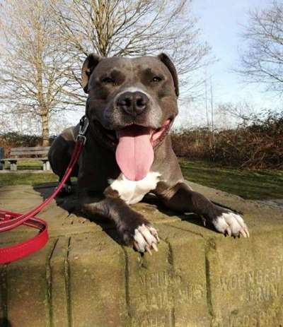 Dein Hund im Dogorama-Kalender 2021-Beitrag-Bild