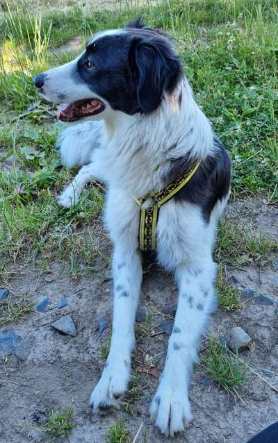 Hundetreffen-Gassirunde, Spielrunde-Bild