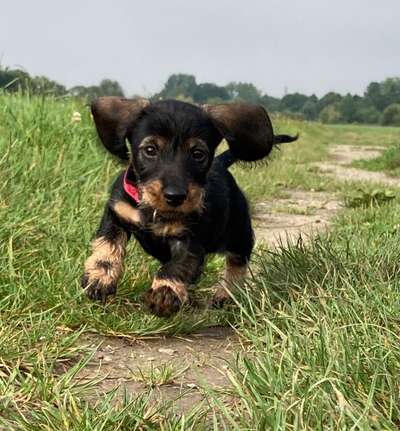 Fotochallenge 66 ~ Rennaction -Zeig deinen Hund im Lauf-Beitrag-Bild