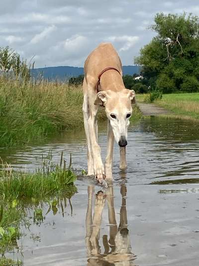 Unsere Fellnasen im Regenbogenland-Beitrag-Bild